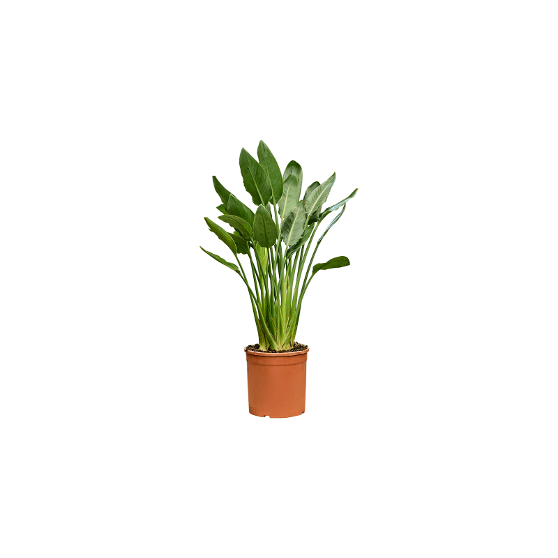 Strelitzia reginae M