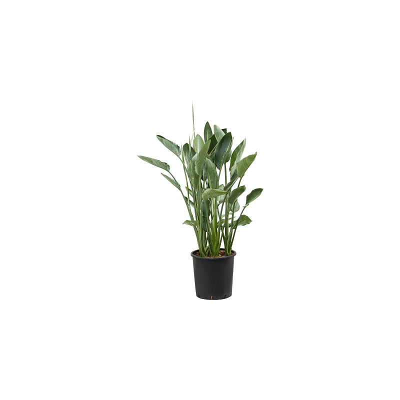 Strelitzia Reginae