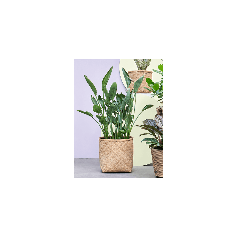 Strelitzia Reginae L