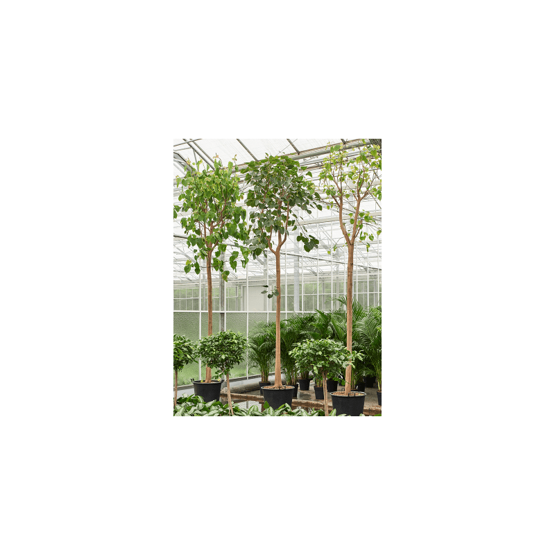 Ficus religiosa op stam