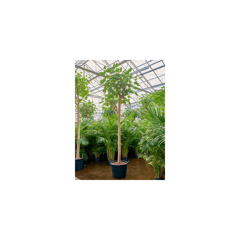 Ficus religiosa op stam