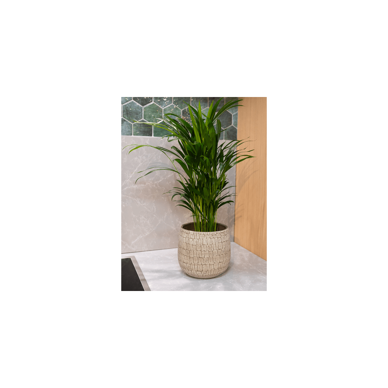 Areca in Renzo Sand