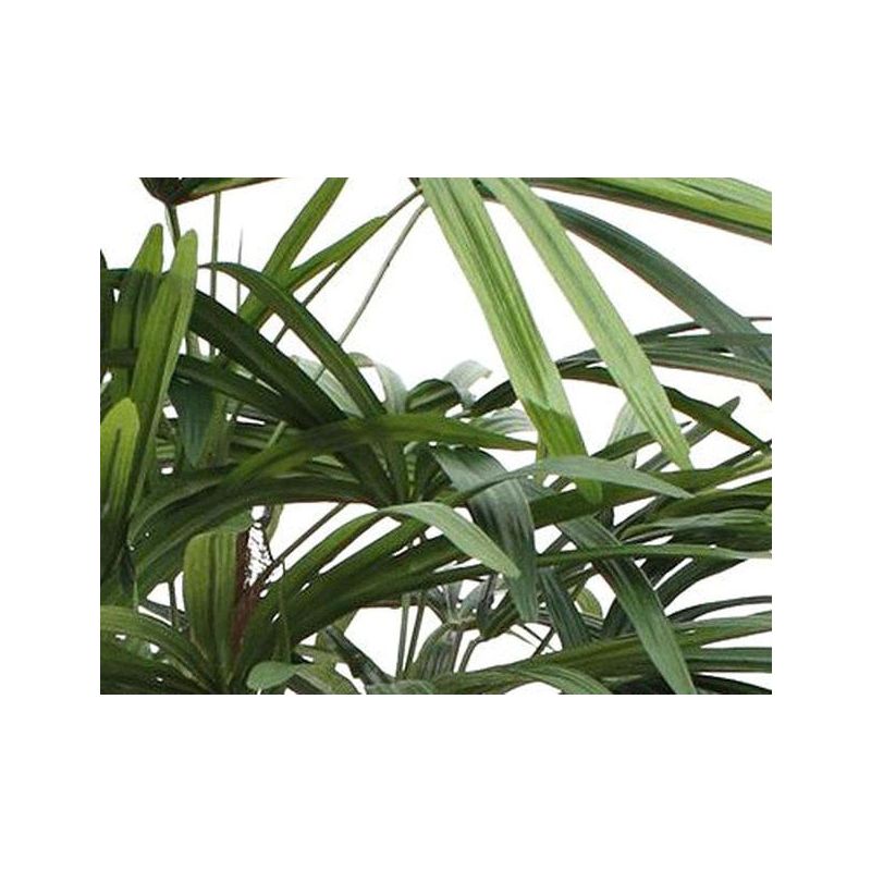 Natural Rhapis Palm XL - kunstplant