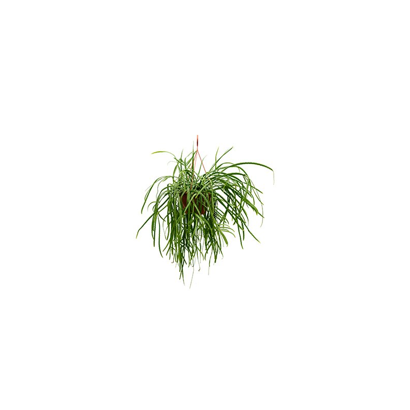 Rhipsalis Holviana