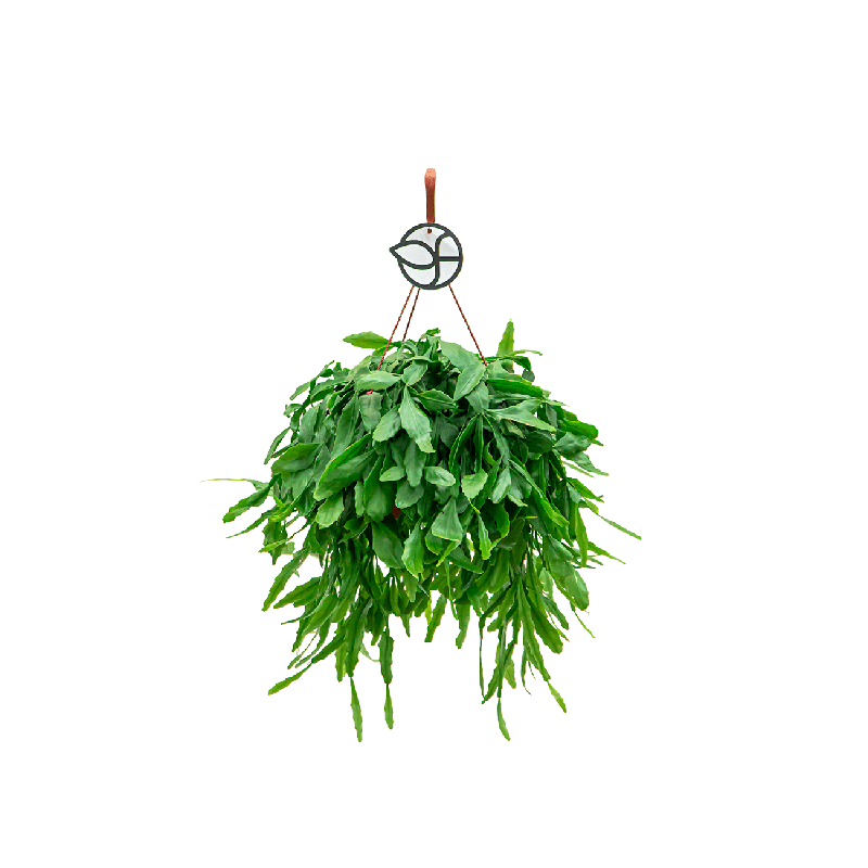 Rhipsalis Crispata