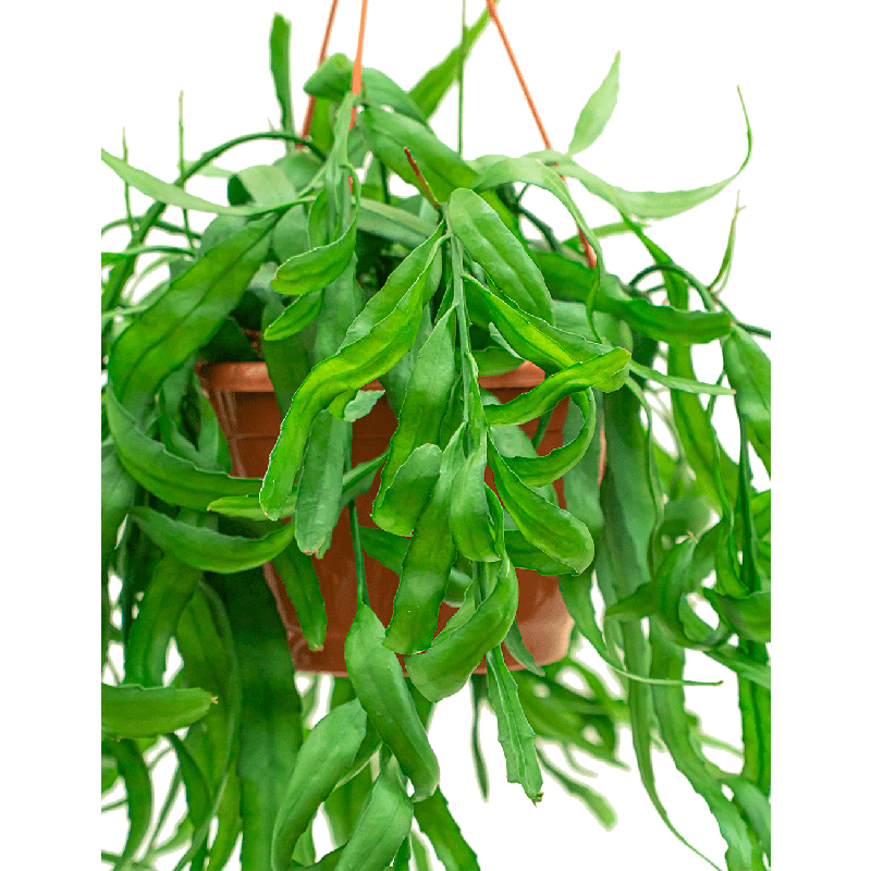 Rhipsalis Ramaloris