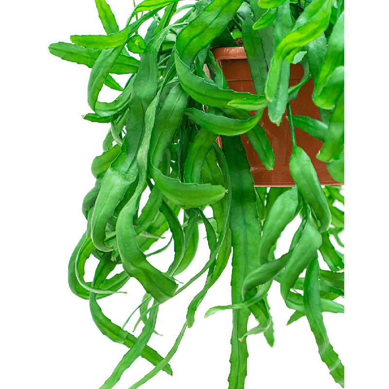 Rhipsalis Ramaloris
