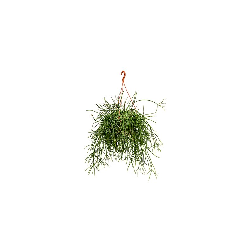 Rhipsalis Mauretiana