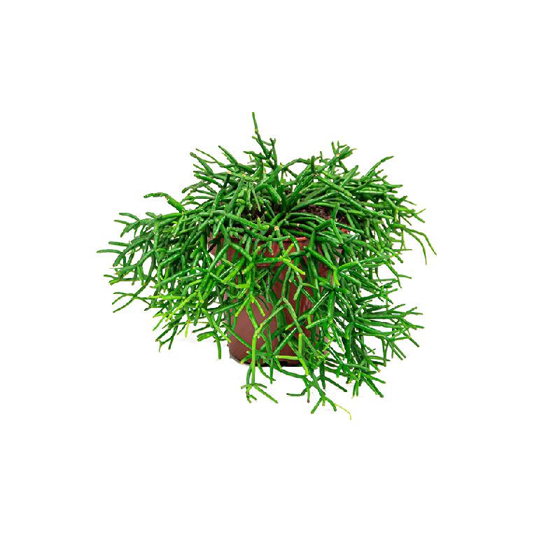 Rhipsalis Pilocarpa 