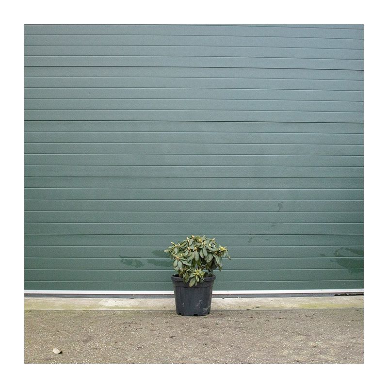 Rhododendron 'Azurro'