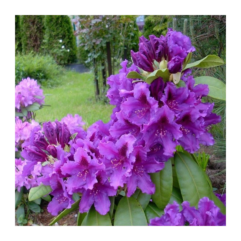 Rhododendron 'Azurro'