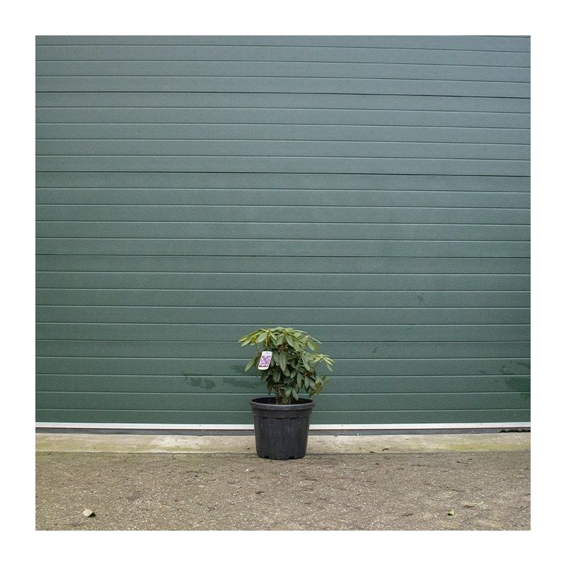 Rhododendron 'Catawbiense Boursault'