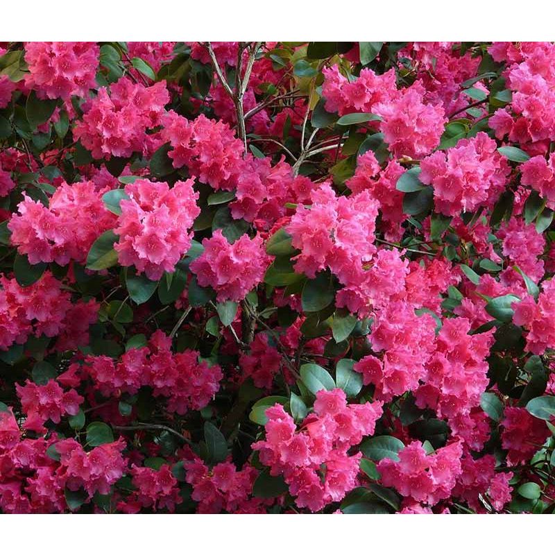 Rhododendron 'Germania'