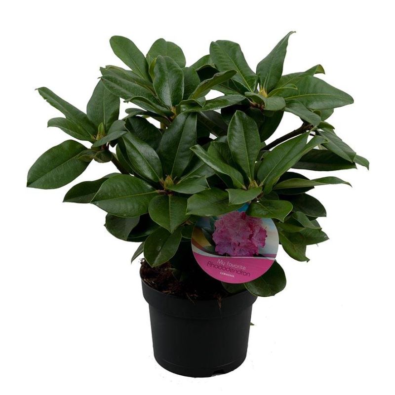 Rhododendron 'Germania'