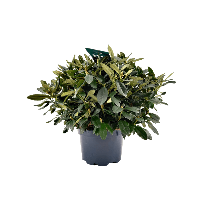 Rhododendron Cunningham's White