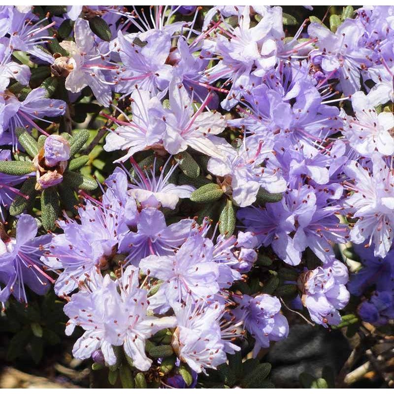 Rhododendron Impeditum