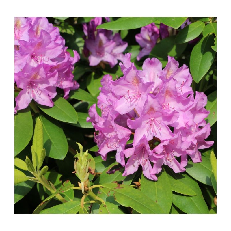 Rhododendron 'Catawbiense Boursault'