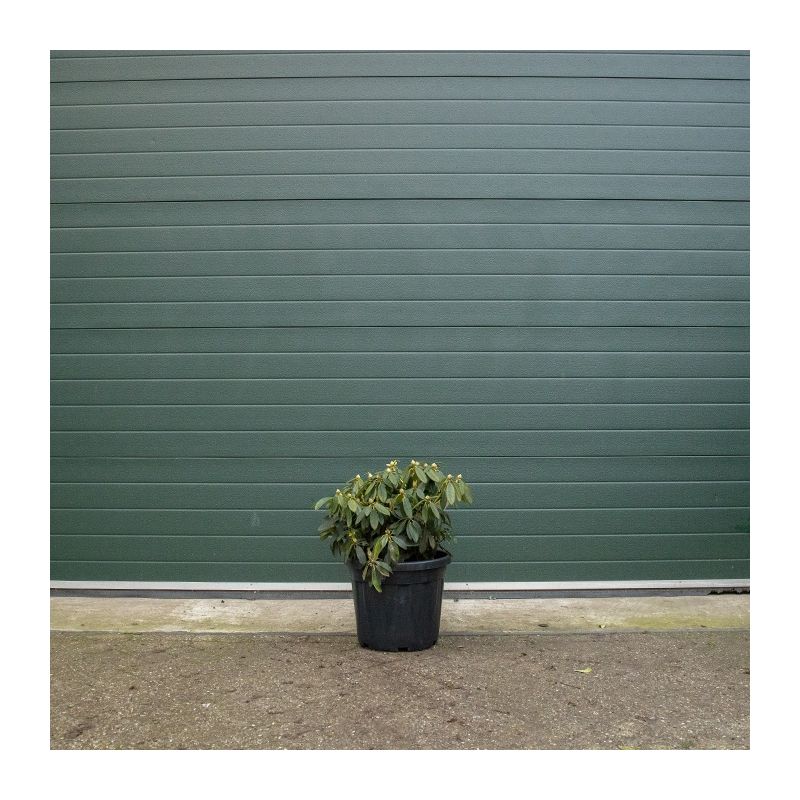 Rhododendron yakushimanum 'Percy Wiseman'