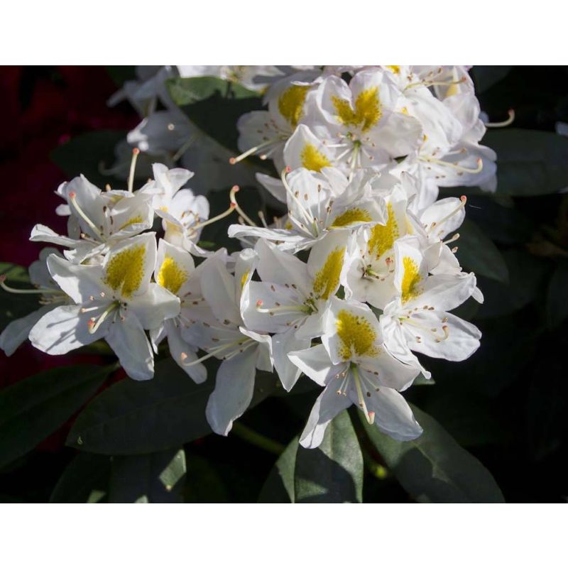 Rhododendron ponticum 'Madame Masson'