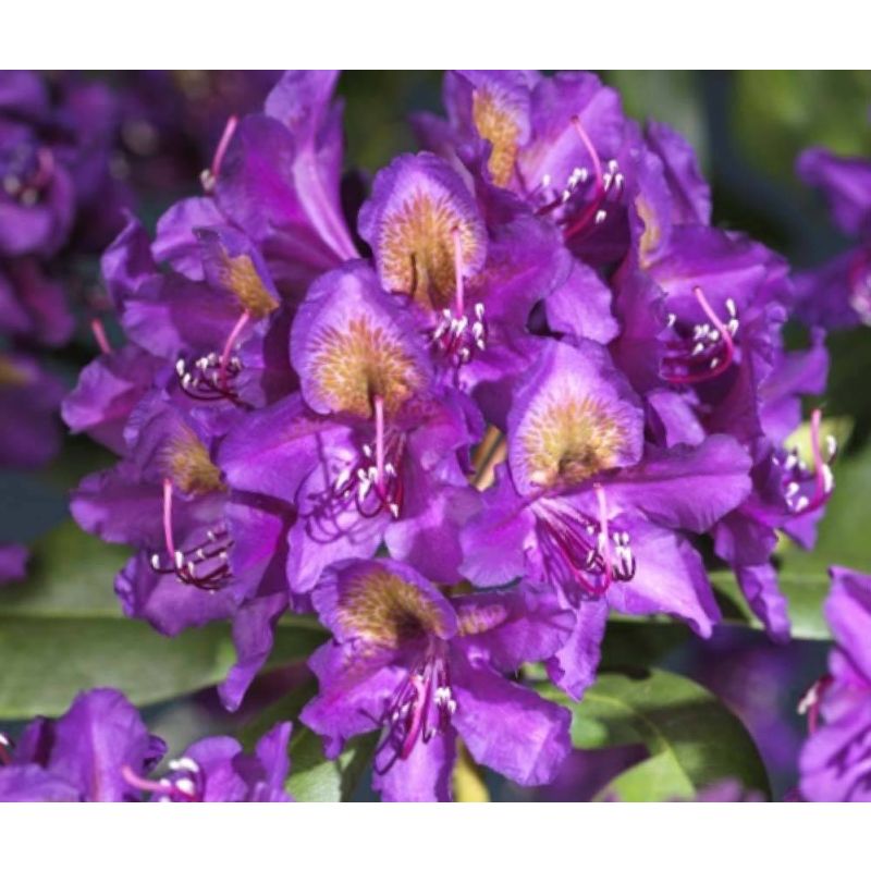 Rhododendron 'Marcel Menard'