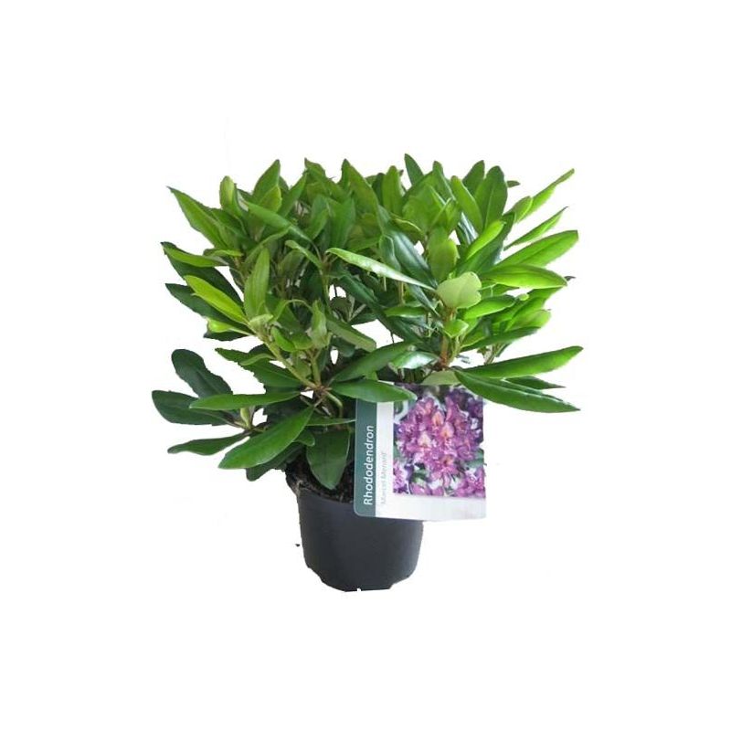 Rhododendron 'Marcel Menard'