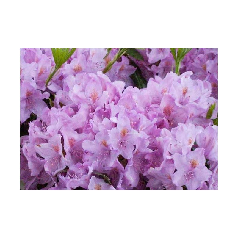 Rhododendron Ponticum