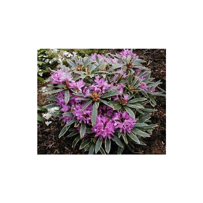 Rhododendron ponticum 'Variegatum'