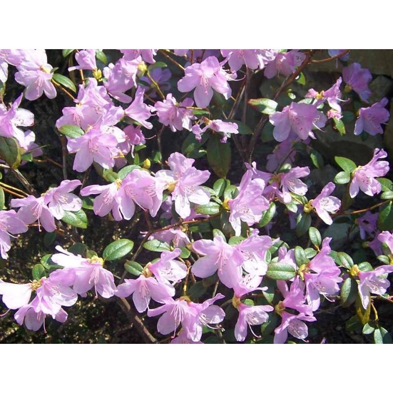 Rhododendron 'Praecox'