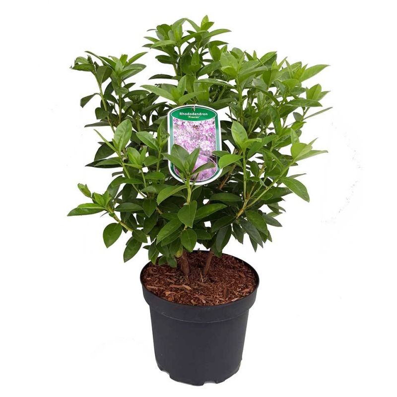 Rhododendron 'Praecox'