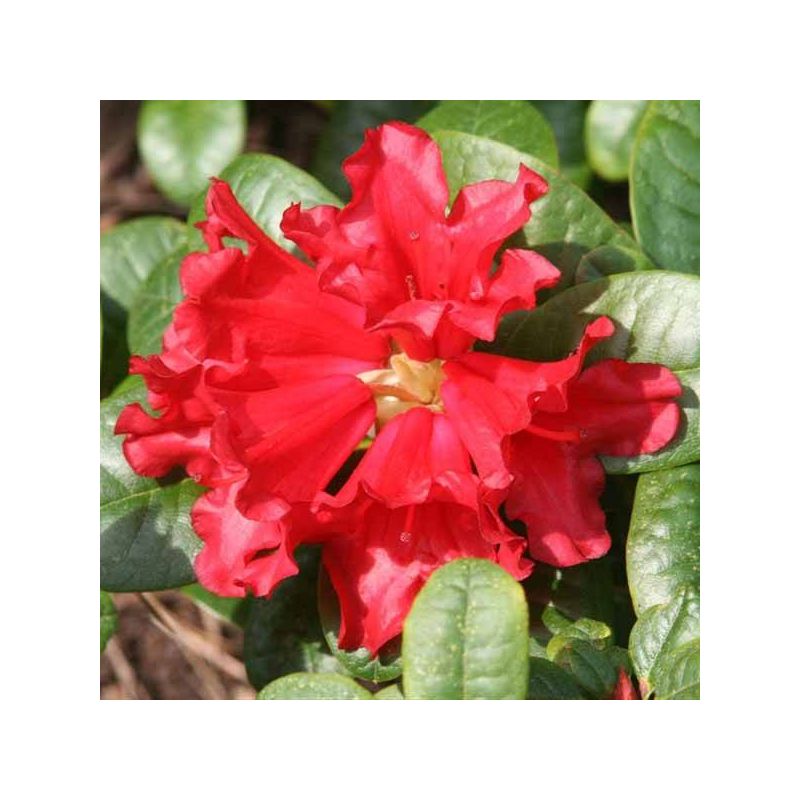 Rhododendron 'Scarlet Wonder' eenvoudig en snel online bestellen?