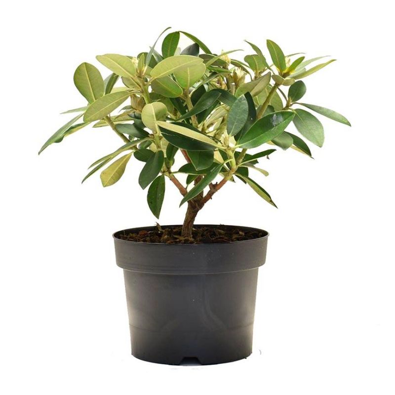 Rhododendron yakushimanum 'Dreamland'