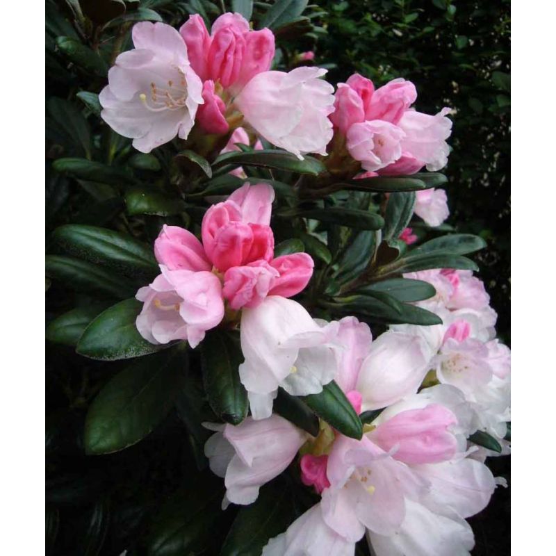 Rhododendron yakushimanum 'Dreamland'
