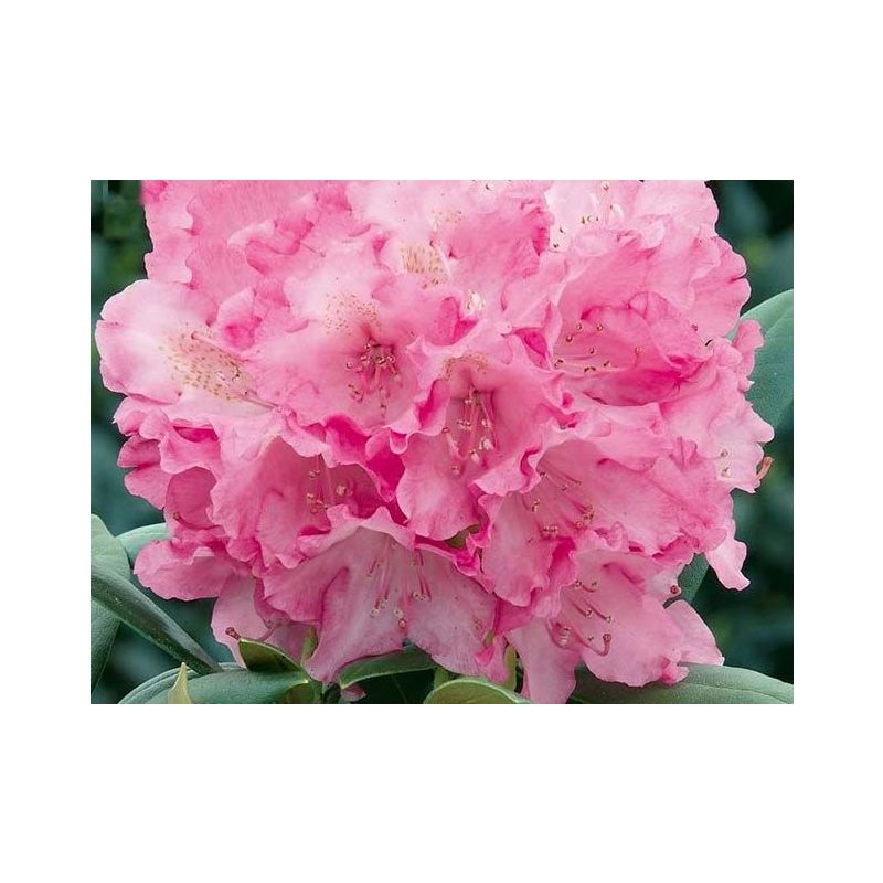 Rhododendron yakushimanum 'Kalinka'