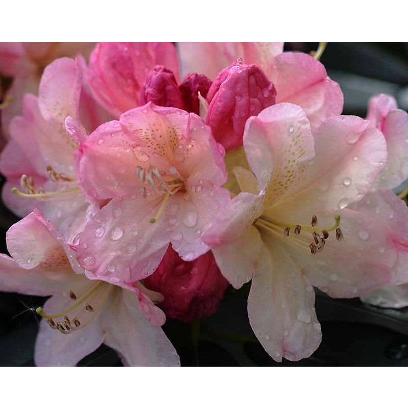 Rhododendron yakushimanum 'Percy Wiseman'