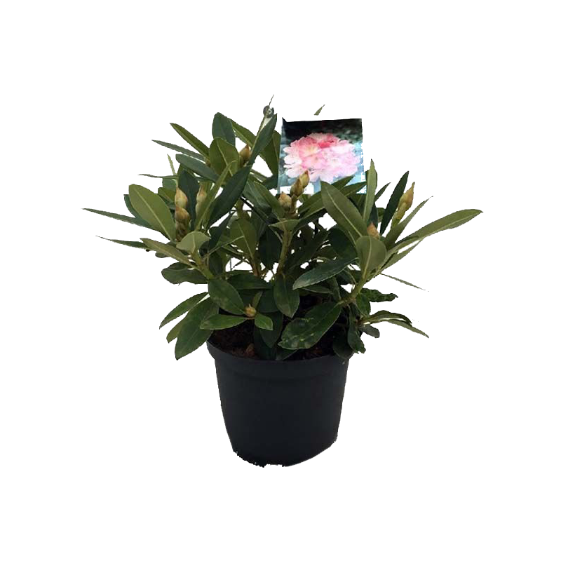 Rhododendron yakushimanum 'Percy Wiseman'