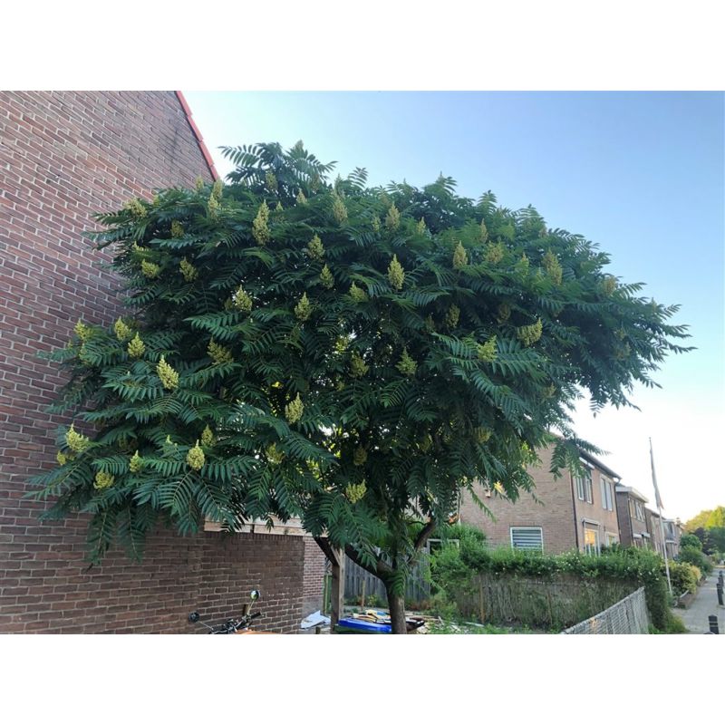 Rhus typhina