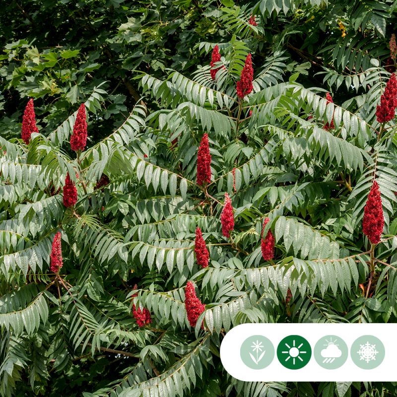Rhus typhina - meerstammig