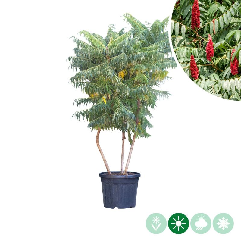 Rhus typhina - meerstammig