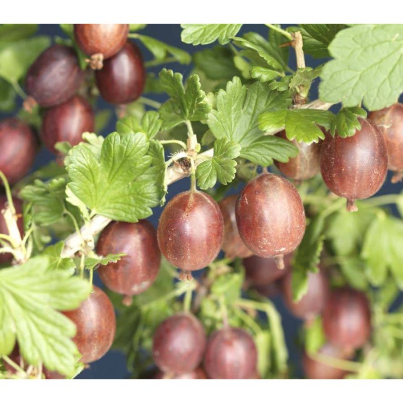 Ribes Hinnonmaki Rod