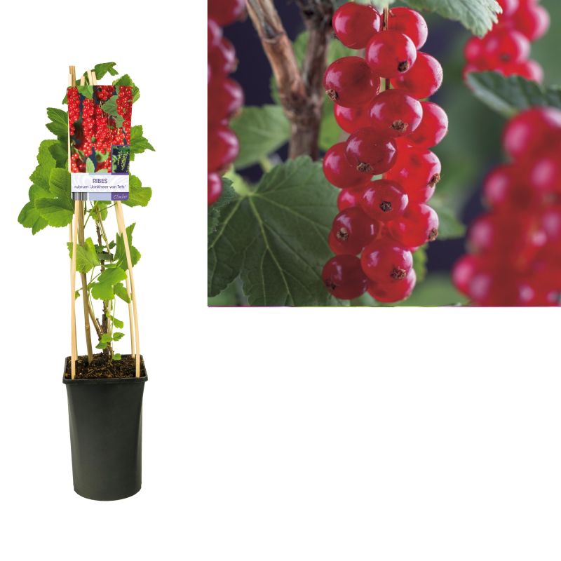 Ribes Jonkheer Van Tets