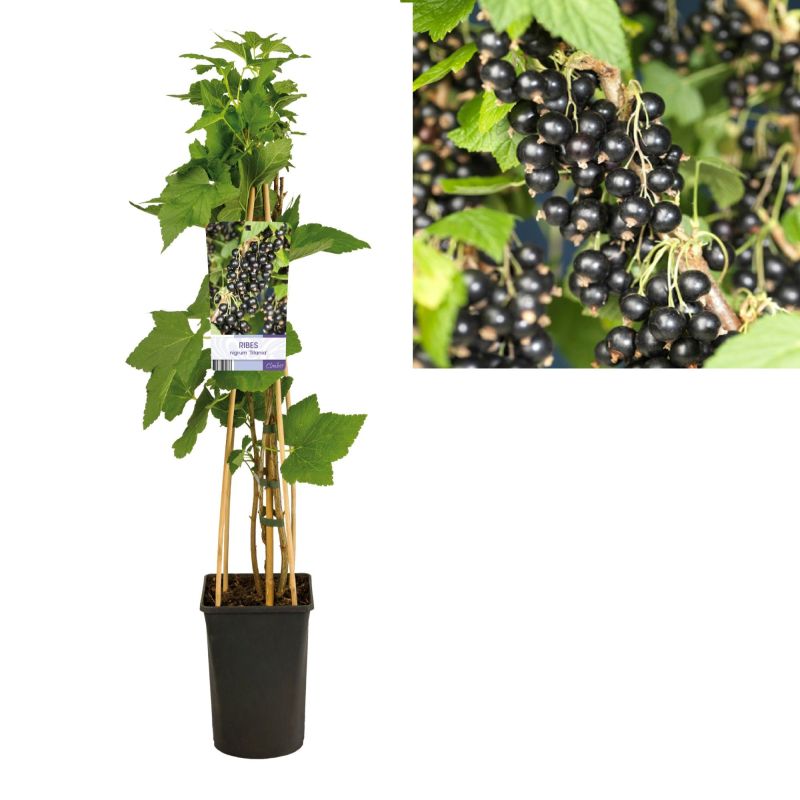 Ribes nigrum Titania