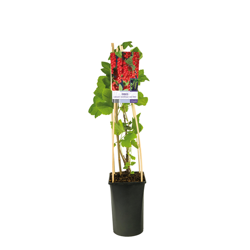 Ribes rubrum 'Jonkheer Van Tets'