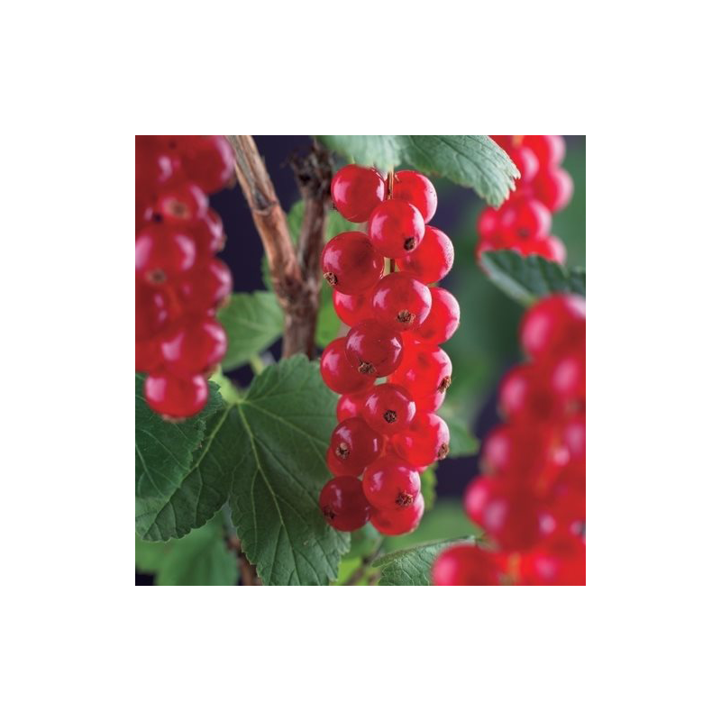 Ribes rubrum 'Jonkheer Van Tets'