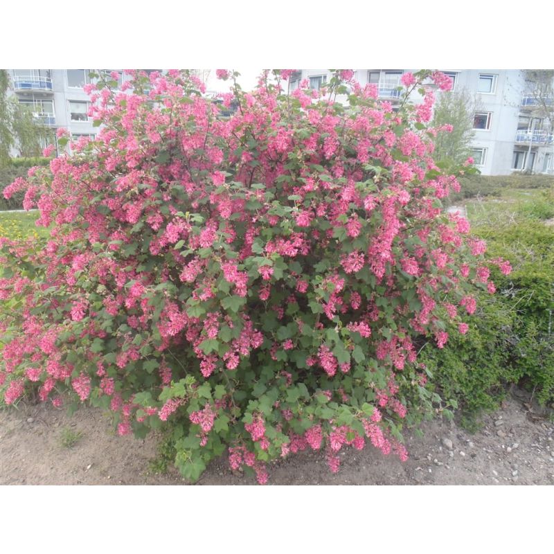 Ribes King Edward VII