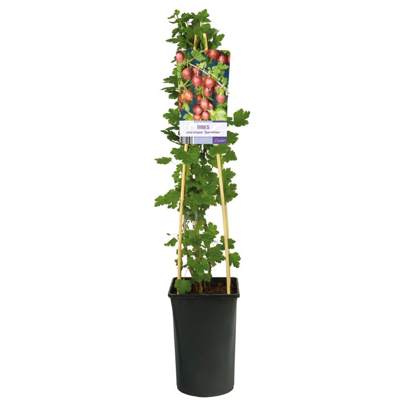 Ribes Spinefree