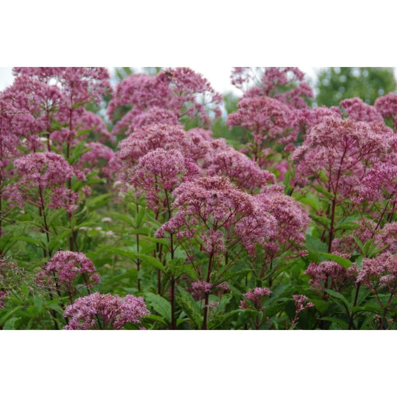 Eupatorium Riesenschirm
