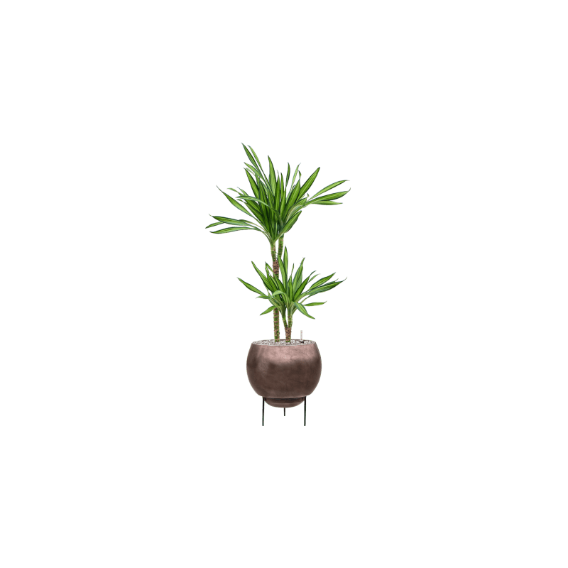Dracaena Riki 2-stam