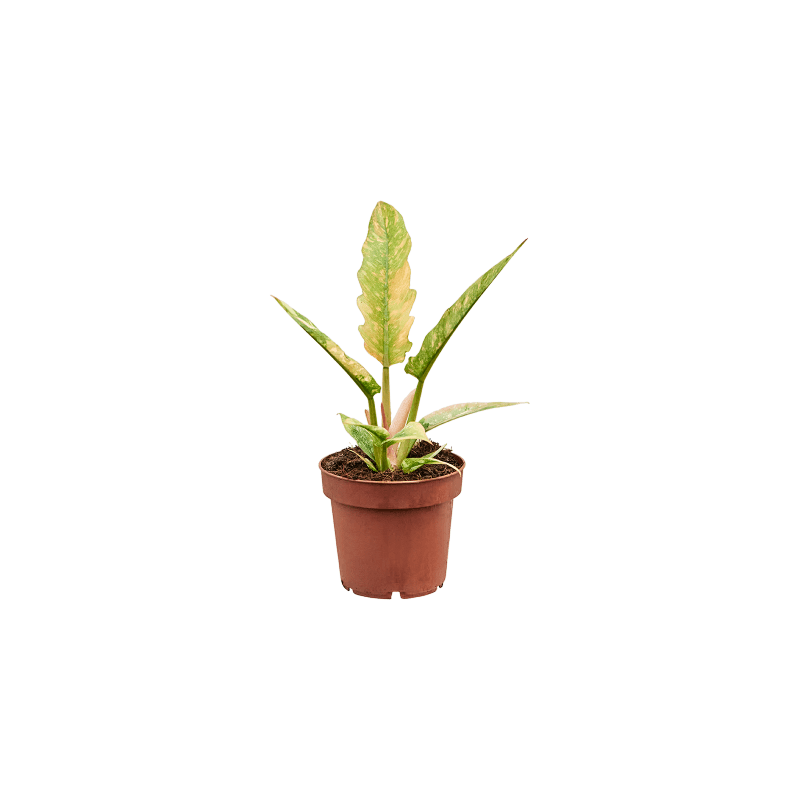Philodendron Ring of Fire