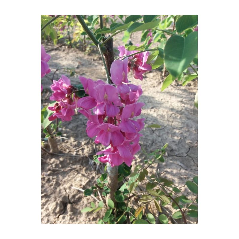 Robinia Margaretta Casque Rouge