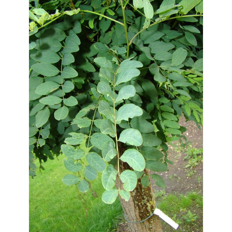 Robinia Pseudoacacia Umbraculifera